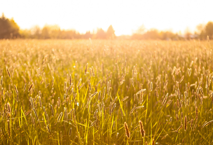 How To Maximise Farm Profits In A New Era For UK Agriculture - Landmark