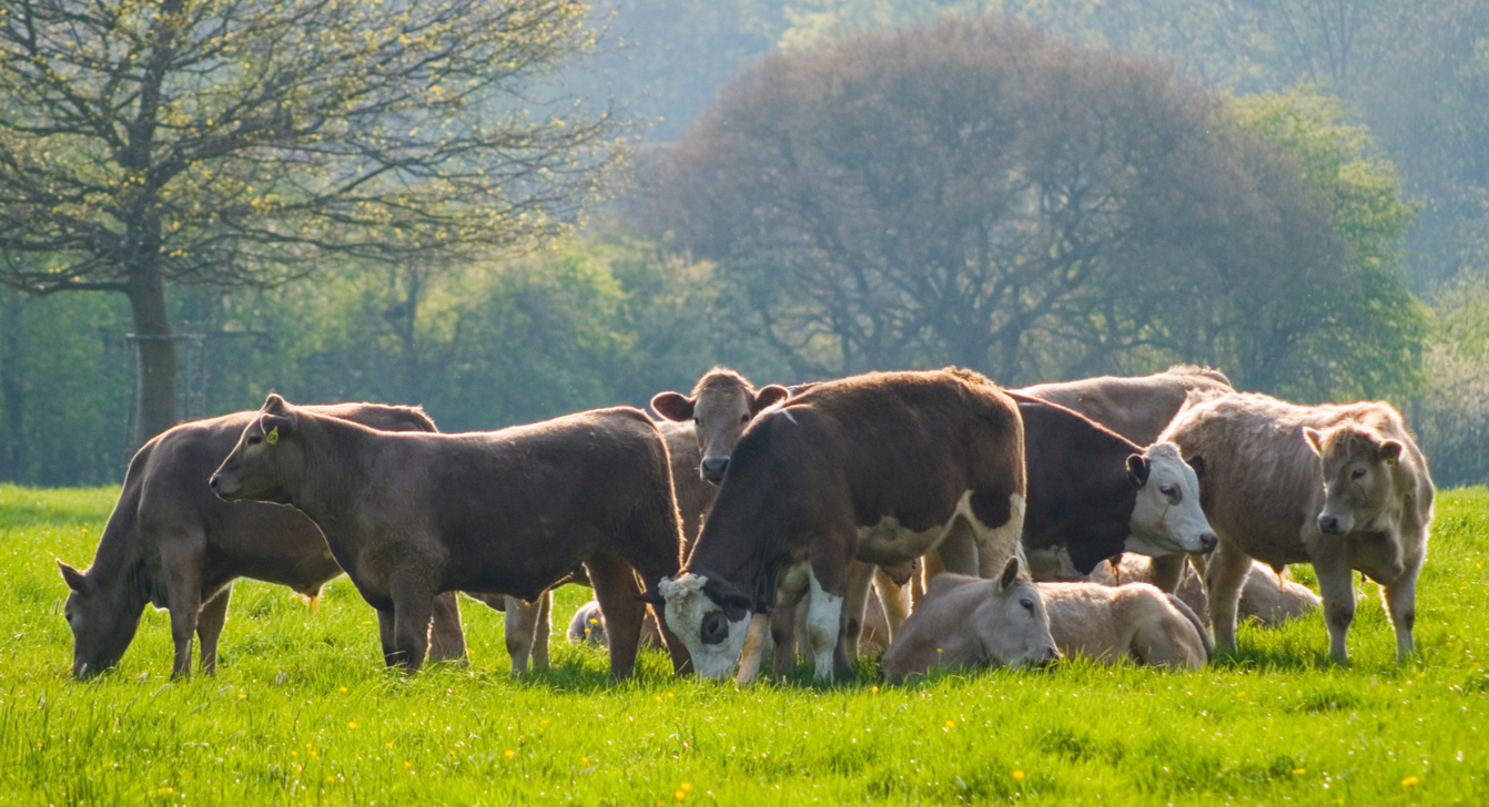 Livestockdata: Cattle Key Performance Indicators - Landmark